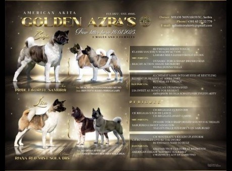 americka akita 01.jpg